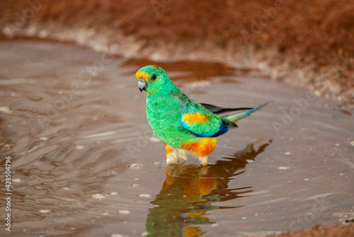 Canvas Print Australian mulga parrot brightly coloured male walking in muddy water, natural daylight shot