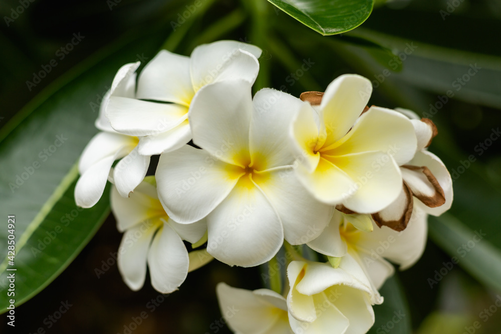 white frangipani flower white frangipani flower