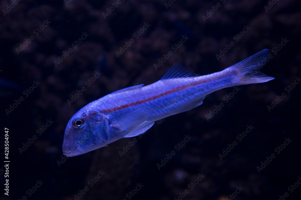 Fototapeta premium The striped red mullet or surmullet (Mullus surmuletus).