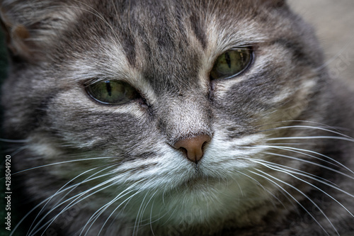 Close up do rosto de um gato
