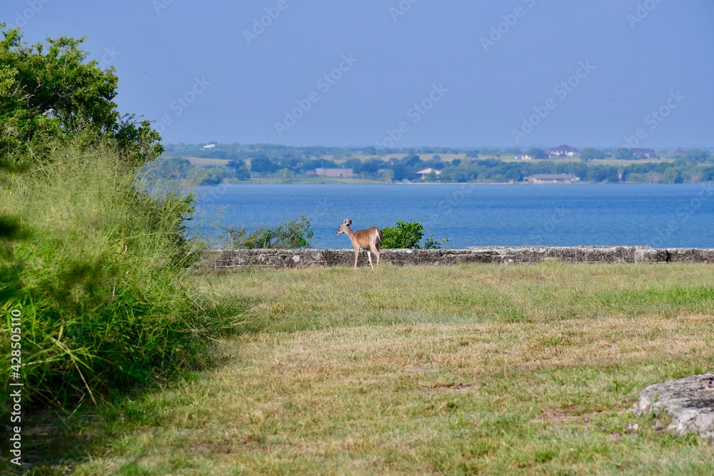 Whitetail Deer at Lake Corpus Christi Stock Photo Adobe Stock