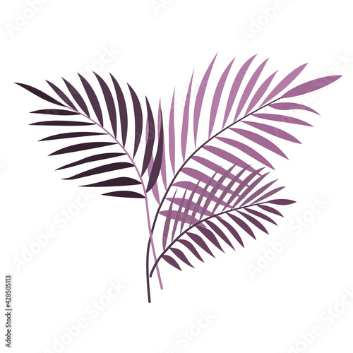 Egzotyczne palmowe liście w odcieniach fioletu. Botaniczna ilustracja tropikalnej rośliny na białym tle.