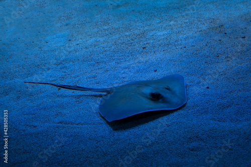 The southern stingray (Hypanus americanus).