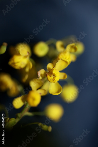 Berberis aquifolium flower close up family berberidaceae macro educational background modern high quality big size print