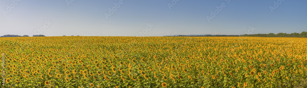 Field with sunflowers. Agriculture, panoramic view.