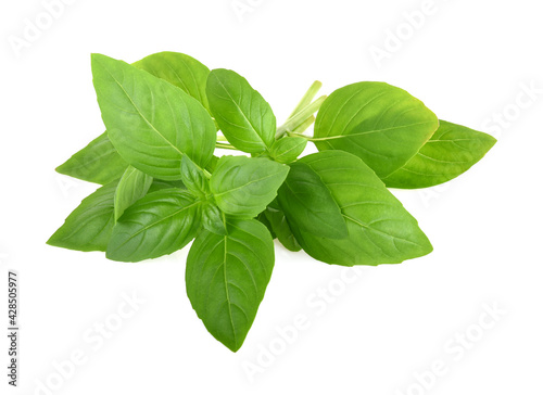 Basil leaves isolated on white background. Basil herb