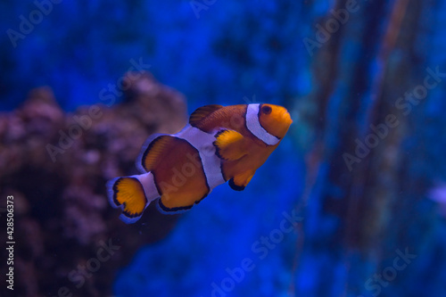 The ocellaris clownfish, false percula clownfish or common clownfish (Amphiprion ocellaris).