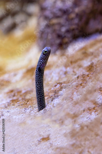 Spotted garden eel (Heteroconger hassi).