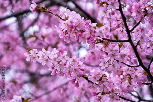 Photography Close up of cherry Blossoms in Ramsden Park, Toronto