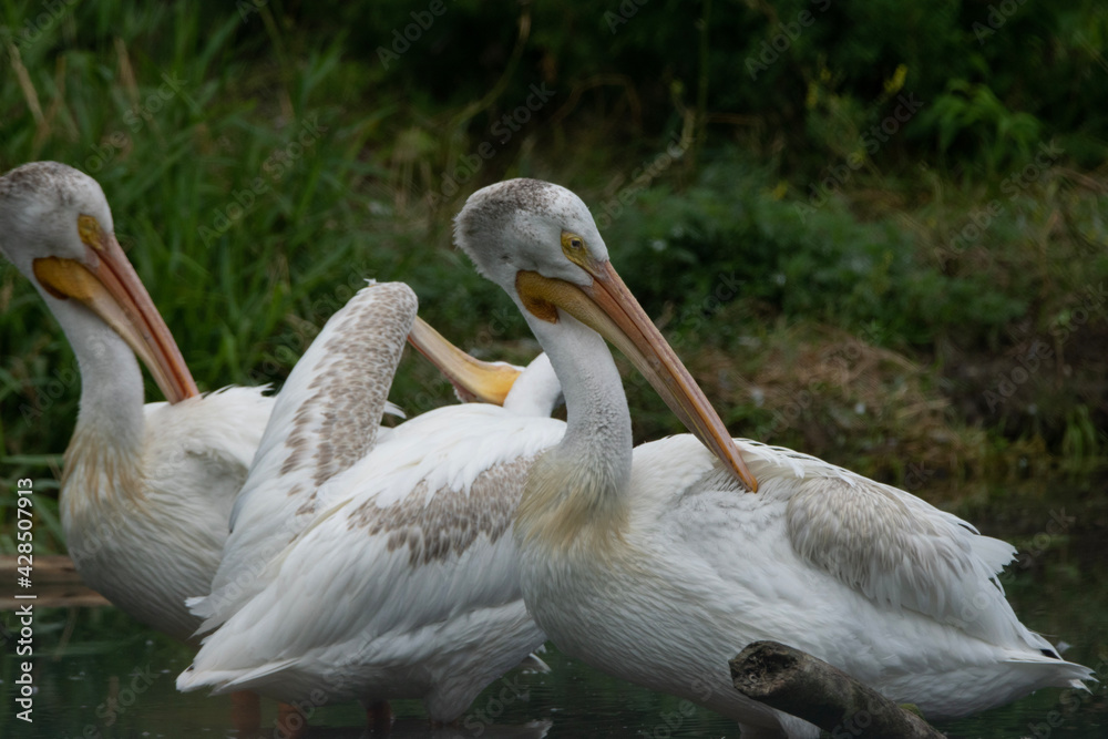 pelicans in wild pelicans in wild