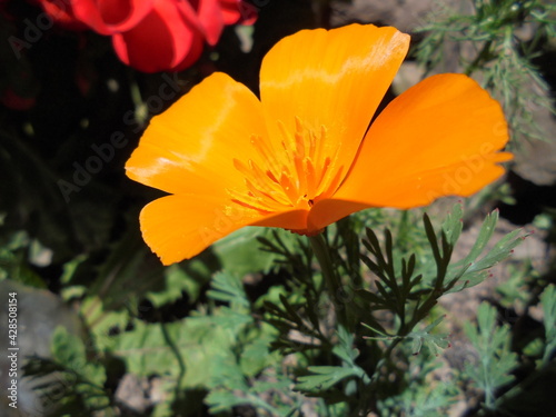 flor coqueta de color anaranjado con hojas verdes de jardín.