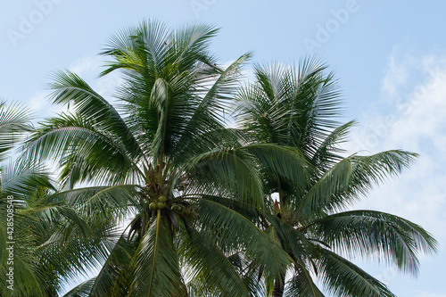 coconut tree in the sky