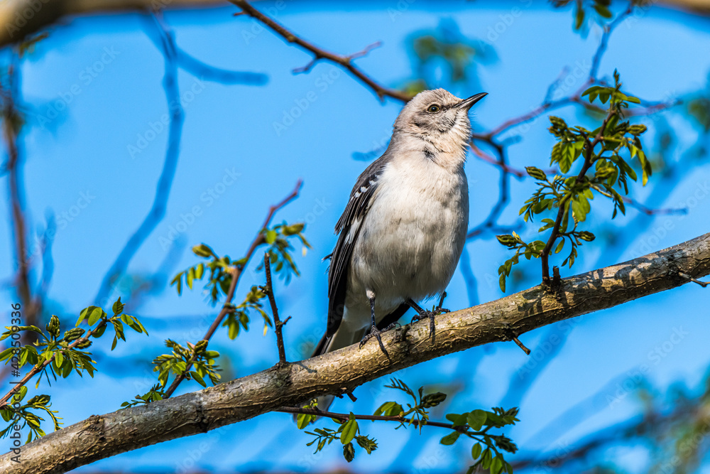 Northern Mockingbird