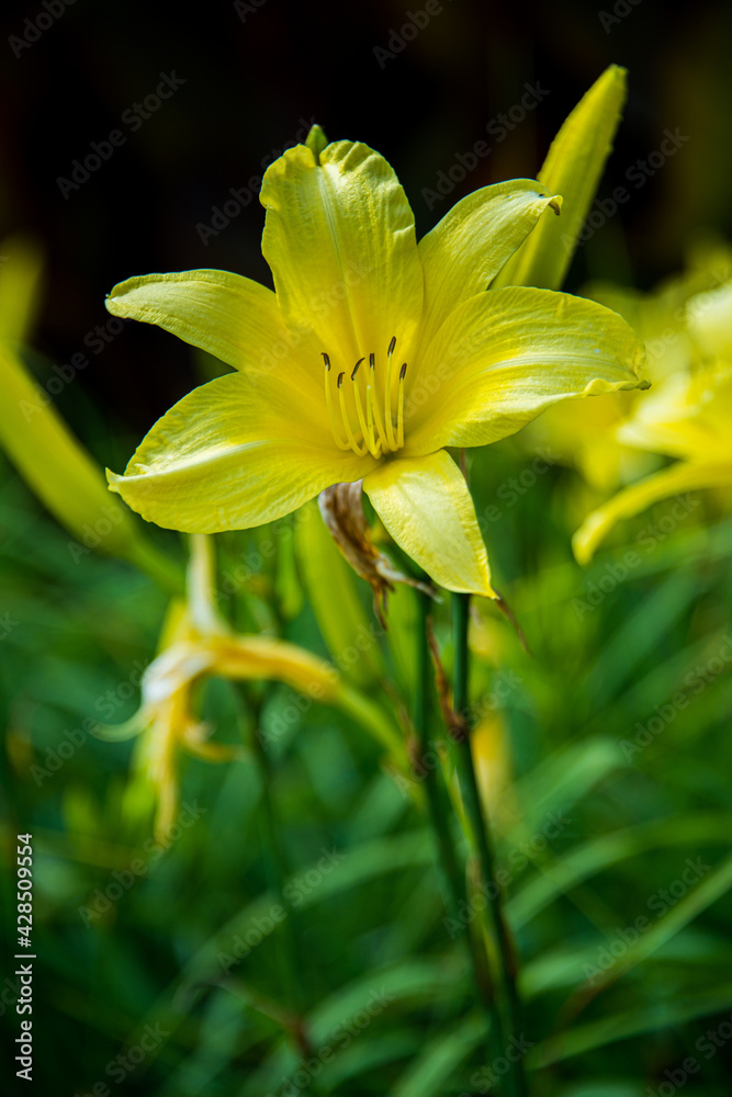 Fototapeta premium Yellow Daylily