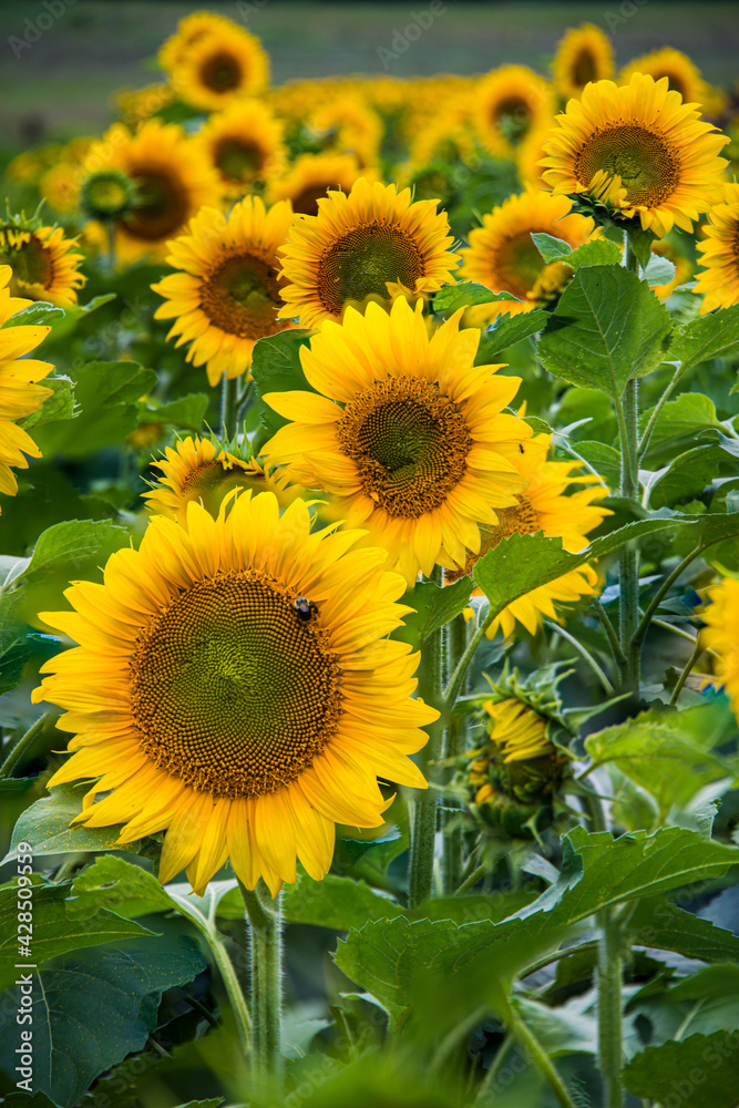 A Field of Sunflowers A Field of Sunflowers
