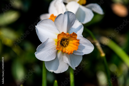 Orange and White Daffodil