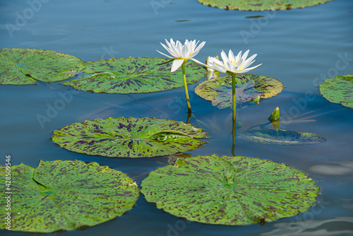 Water Lilys and Lily Pads