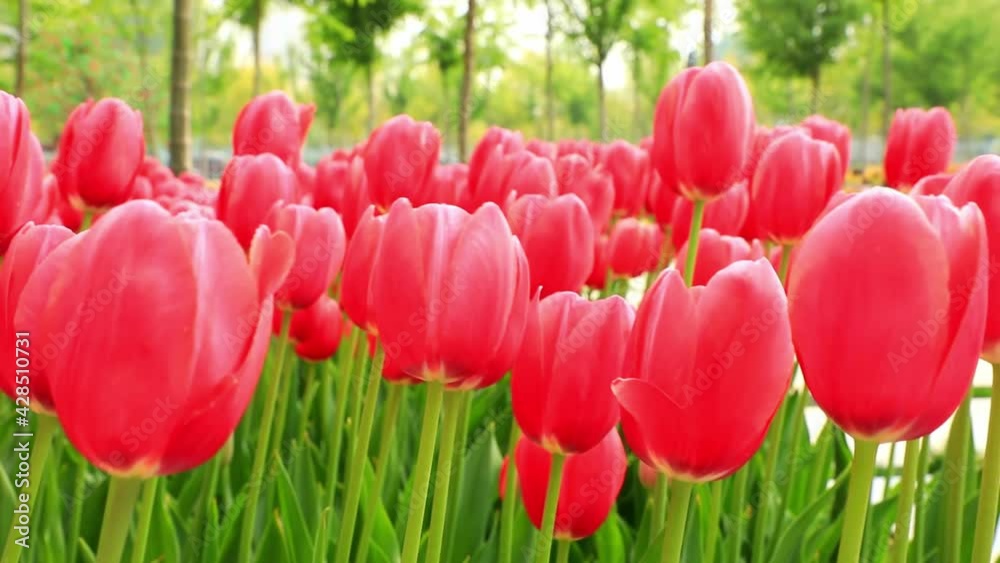 Red tulips swaying in the wind, close-up Red tulips swaying in the wind, close-up