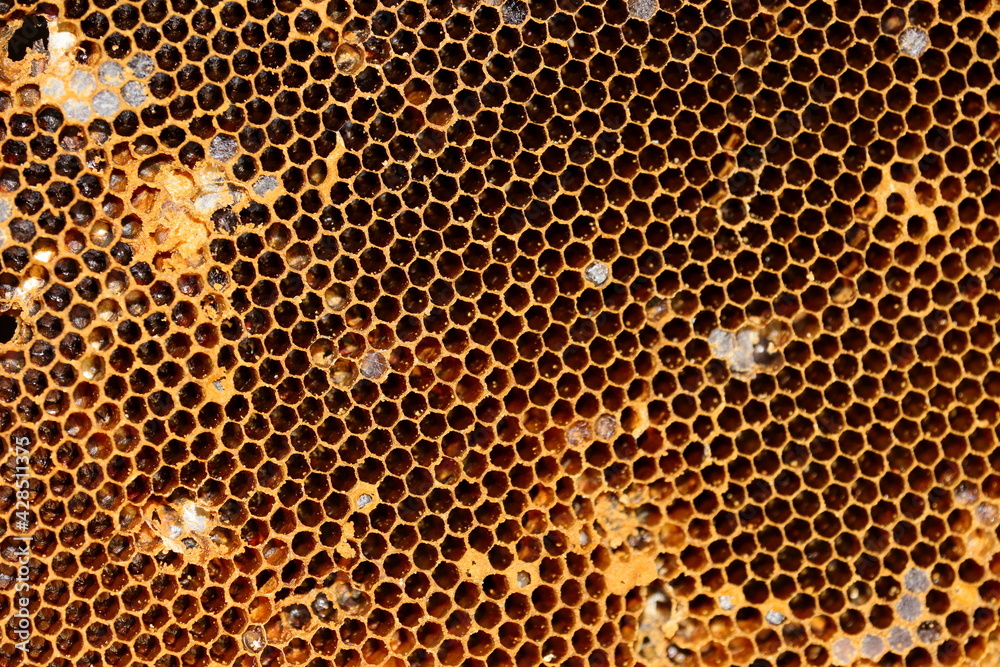 Close-up shot of Bee Blank Honeycomb Pattern and Colony Hole background Close-up shot of Bee Blank Honeycomb Pattern and Colony Hole background