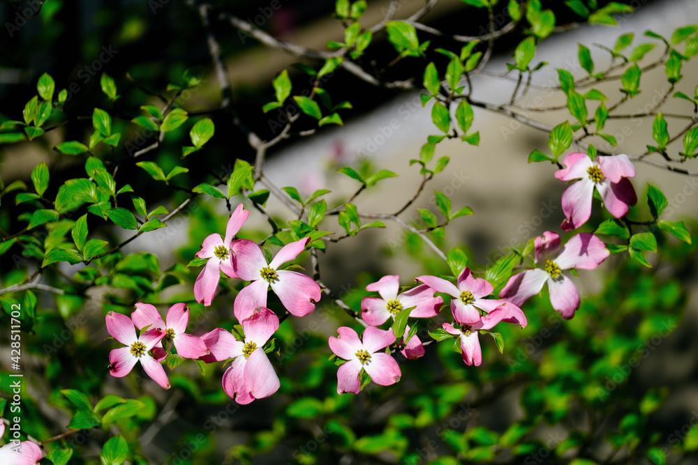 Naklejka premium ハナミズキの花