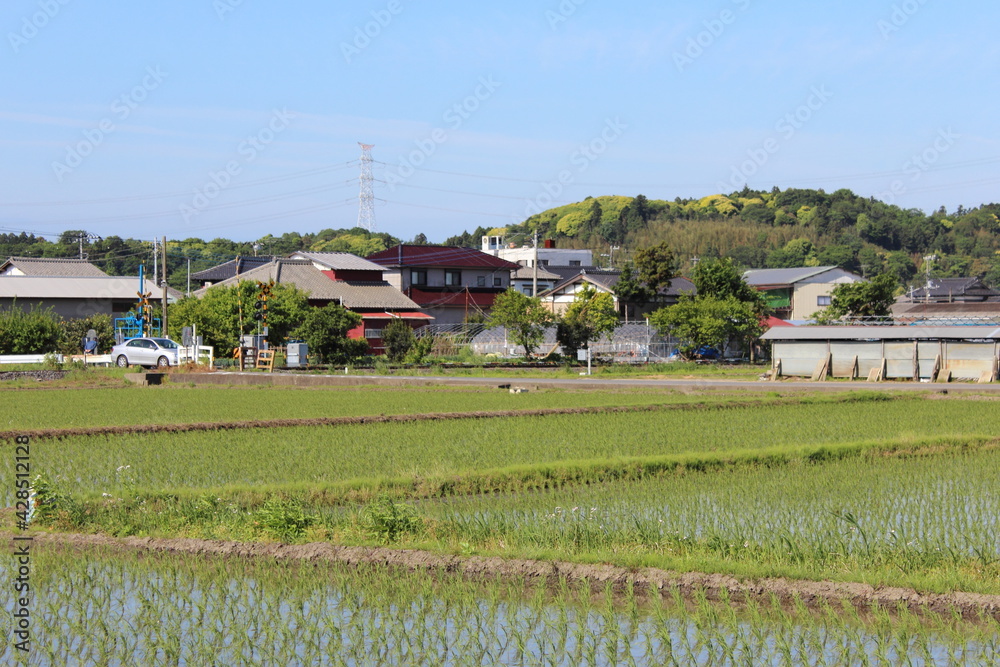 水田