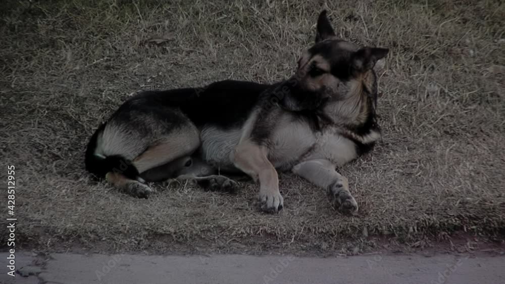 Stray Dog lying down in the Grass in a Square. Stray Dog lying down in the Grass in a Square.