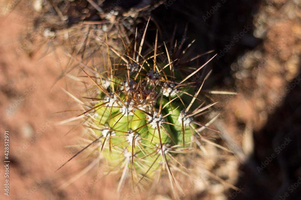 close up of a cactus close up of a cactus