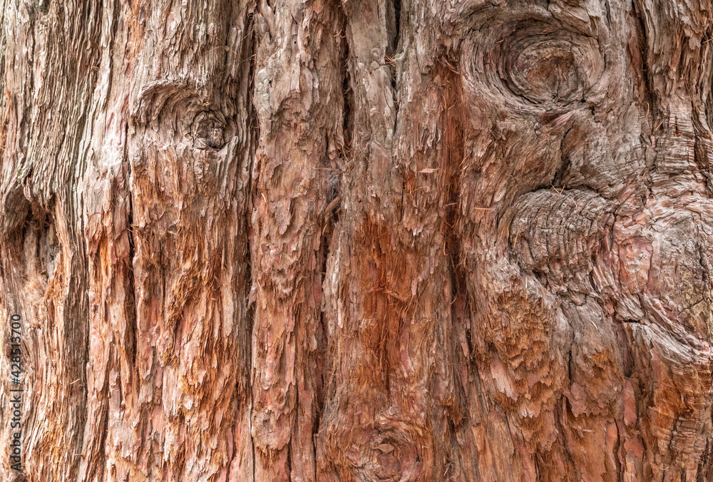 Texture of the bark of Giant Sequoiadendron tree Texture of the bark of Giant Sequoiadendron tree
