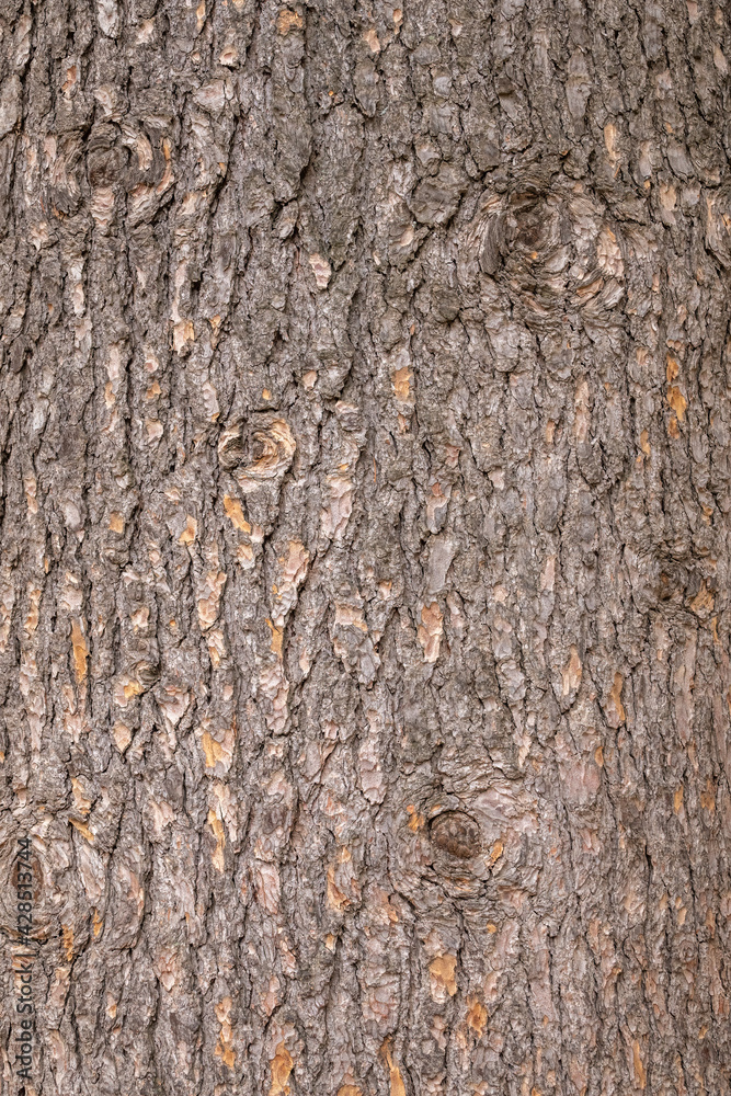 The bark of an Atlas cedar, Cedrus atlantica. Bark texture and background of a old fir tree trunk The bark of an Atlas cedar, Cedrus atlantica. Bark texture and background of a old fir tree trunk
