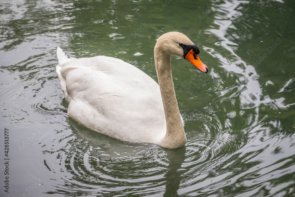 Naklejka premium A graceful white swan swimming on a lake with dark green water. The white swan is reflected in the water