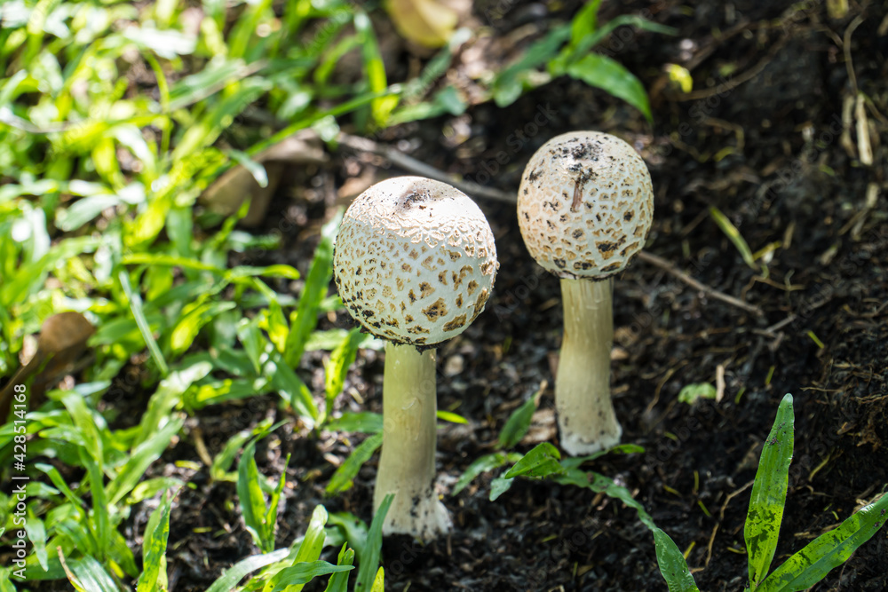 Magic mushroom (Psilocybe cubensis, Strophariaceae ) with bokeh nature green background. Summer forest scene. White mushroom macro photo.