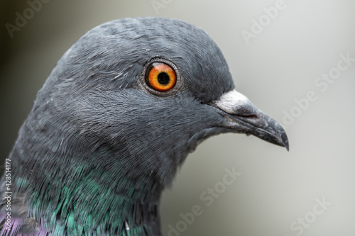 The fat pigeon portrait. Grey dove bird.