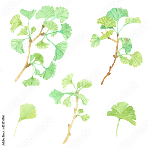 watercolor green ginkgo leaf branch collection