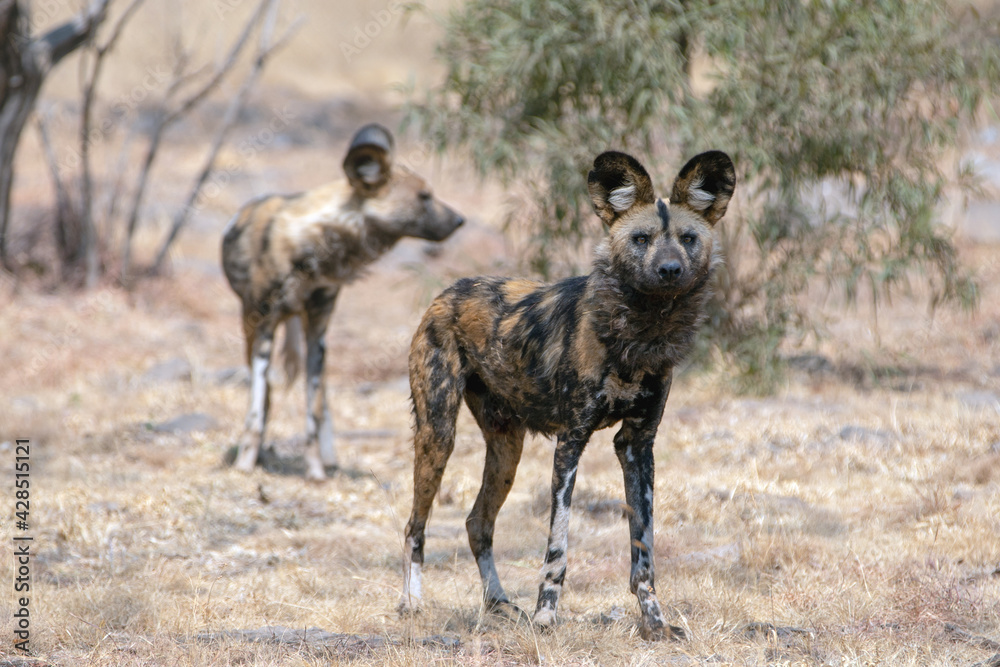 African Wild Dog in South Africa African Wild Dog in South Africa