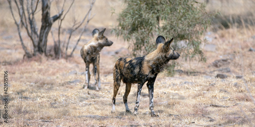 African Wild Dog in South Africa