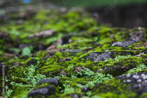 green moss on the stone © Manuela