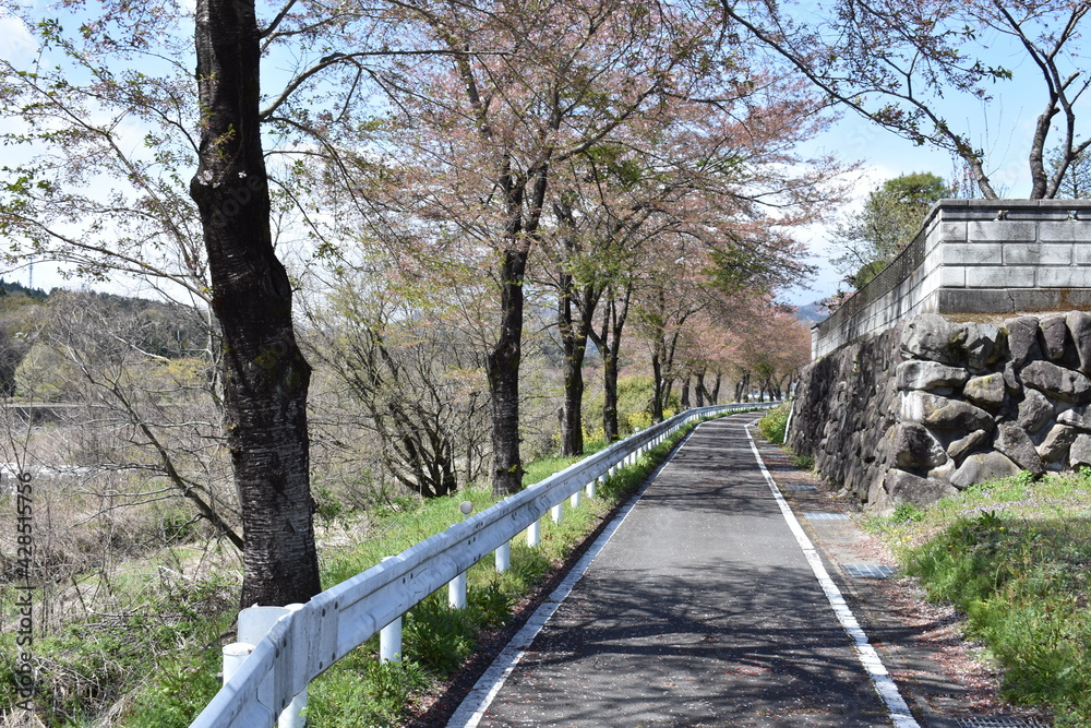 群馬　中之条町　桜の小道