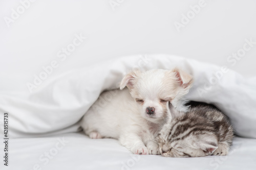 Tabby kitten and Chihuahua puppy sleep together under white warm blanket on a bed at home. Empty space for text