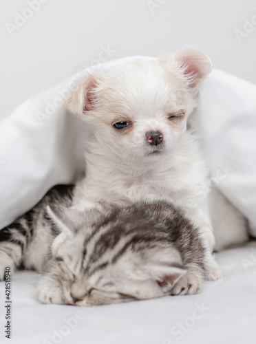 Sleepy Chihuahua puppy hugs tabby kitten. Pets sleep together under white warm blanket on a bed at home © Ermolaev Alexandr