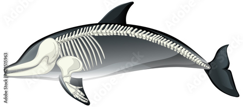 Skeleton anatomy of dolphin isolated on white background