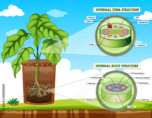 Diagram showing stem and root structure photo