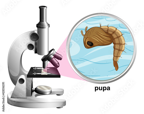 Microscope with pupa mosquito on white background