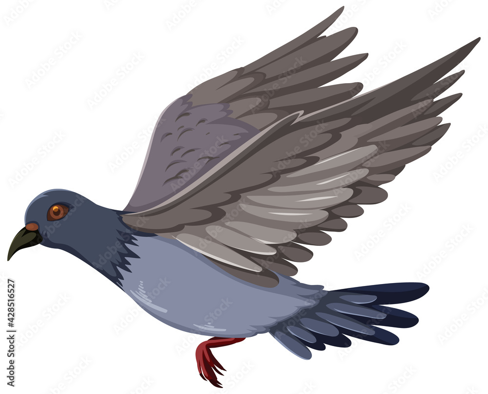 Fototapeta premium Pigeon bird flying cartoon isolated on white background