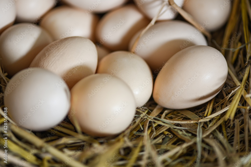 easter eggs on basket nest, fresh egg on egg farm easter eggs on basket nest, fresh egg on egg farm