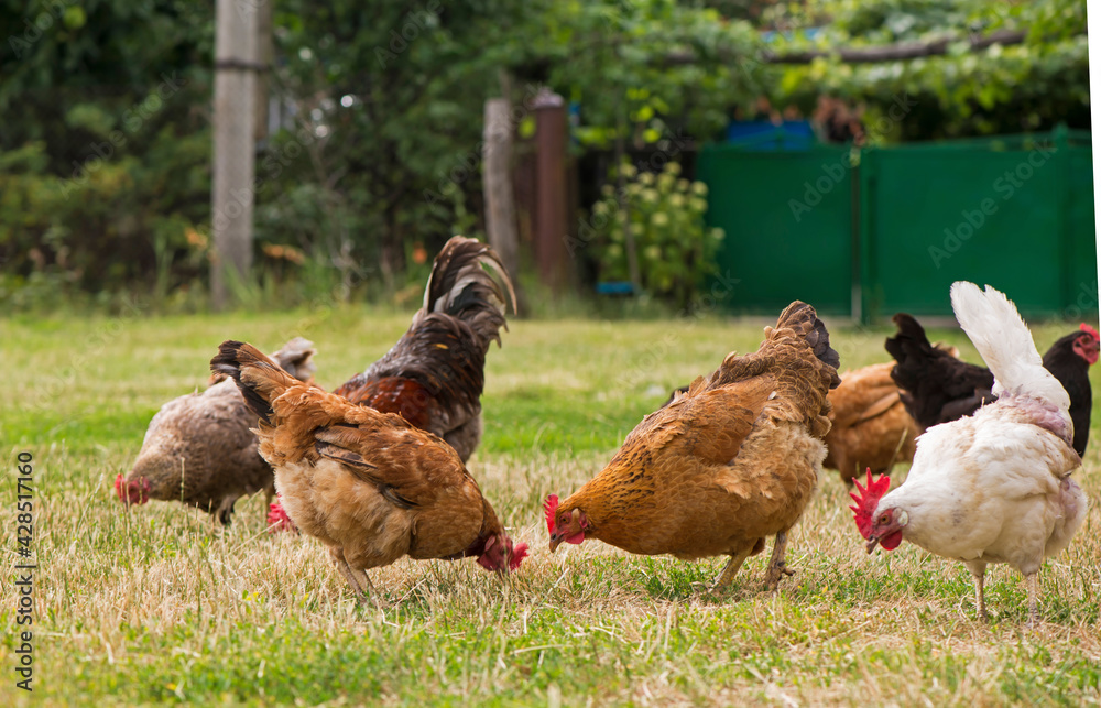 Fototapeta premium Rooster and chickens grazing on the grass.