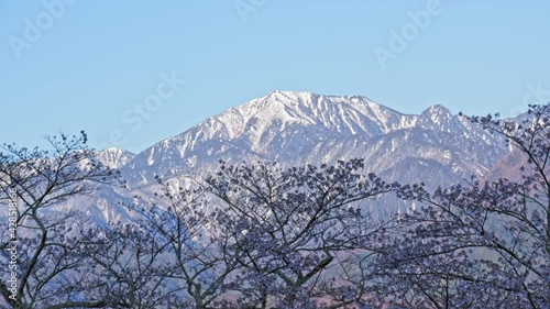 残雪の雪山と桜が美しい大町公園