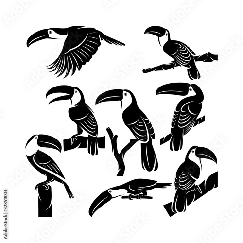 Set of toucan bird vector illustration design. Creative design