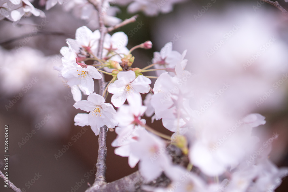 桜