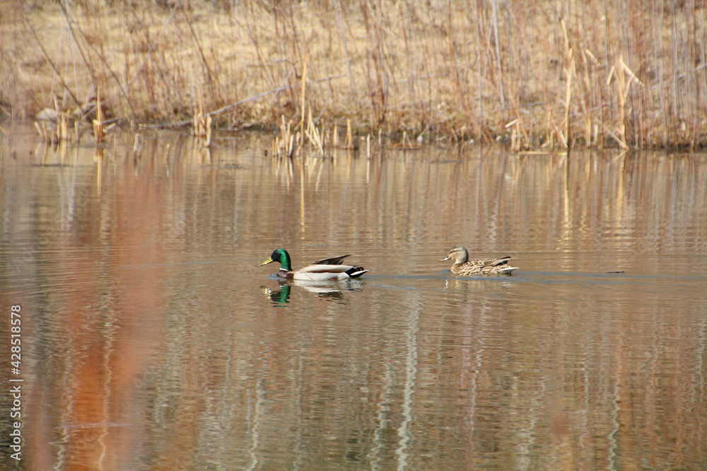 Ducks On The Water, Gold Bar Park, Edmonton, Alberta Ducks On The Water, Gold Bar Park, Edmonton, Alberta