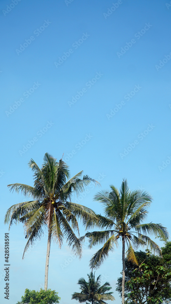 Two coconut trees with blue sky background